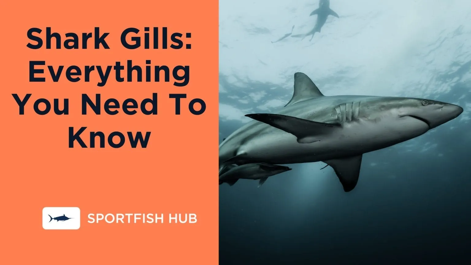 Shark Gills: Everything You Need To Know