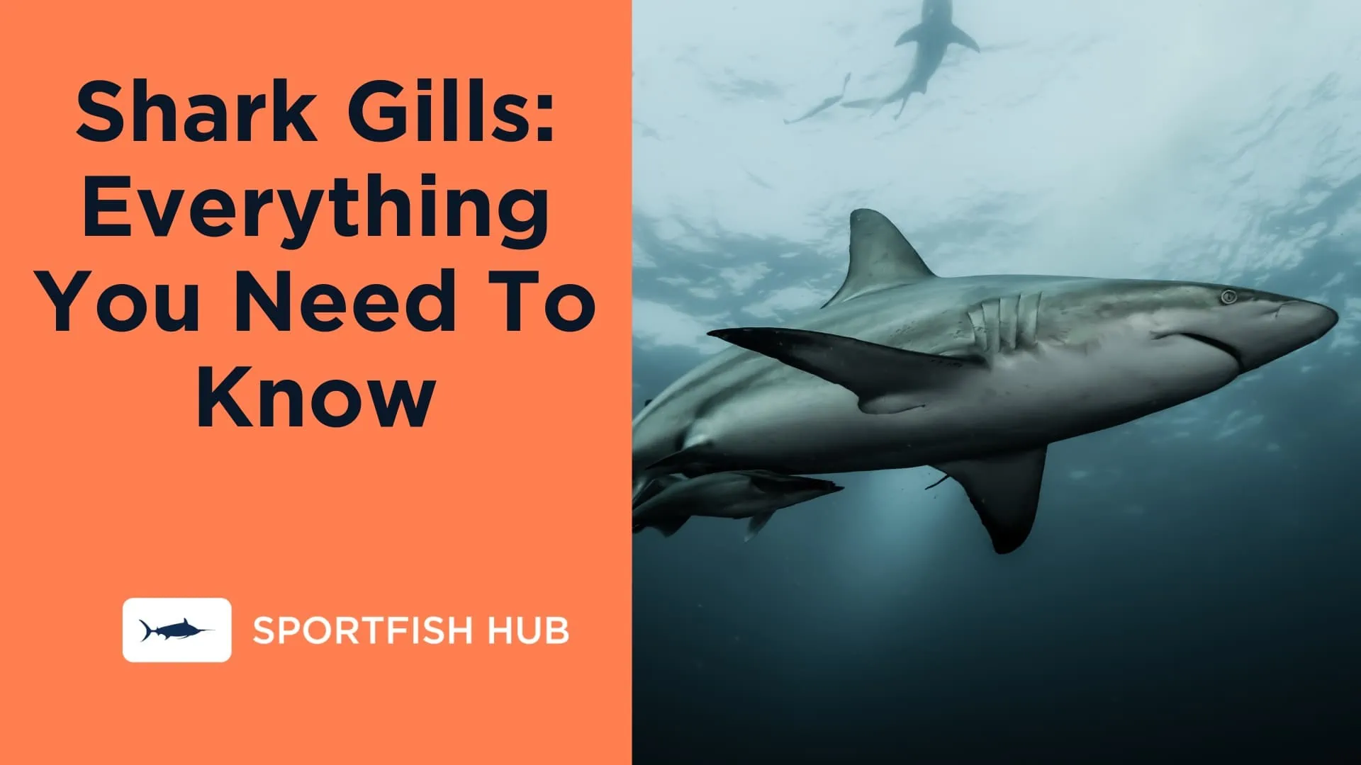 Shark Gills Everything You Need To Know
