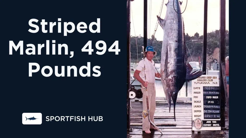 Striped Marlin, 494 Pounds