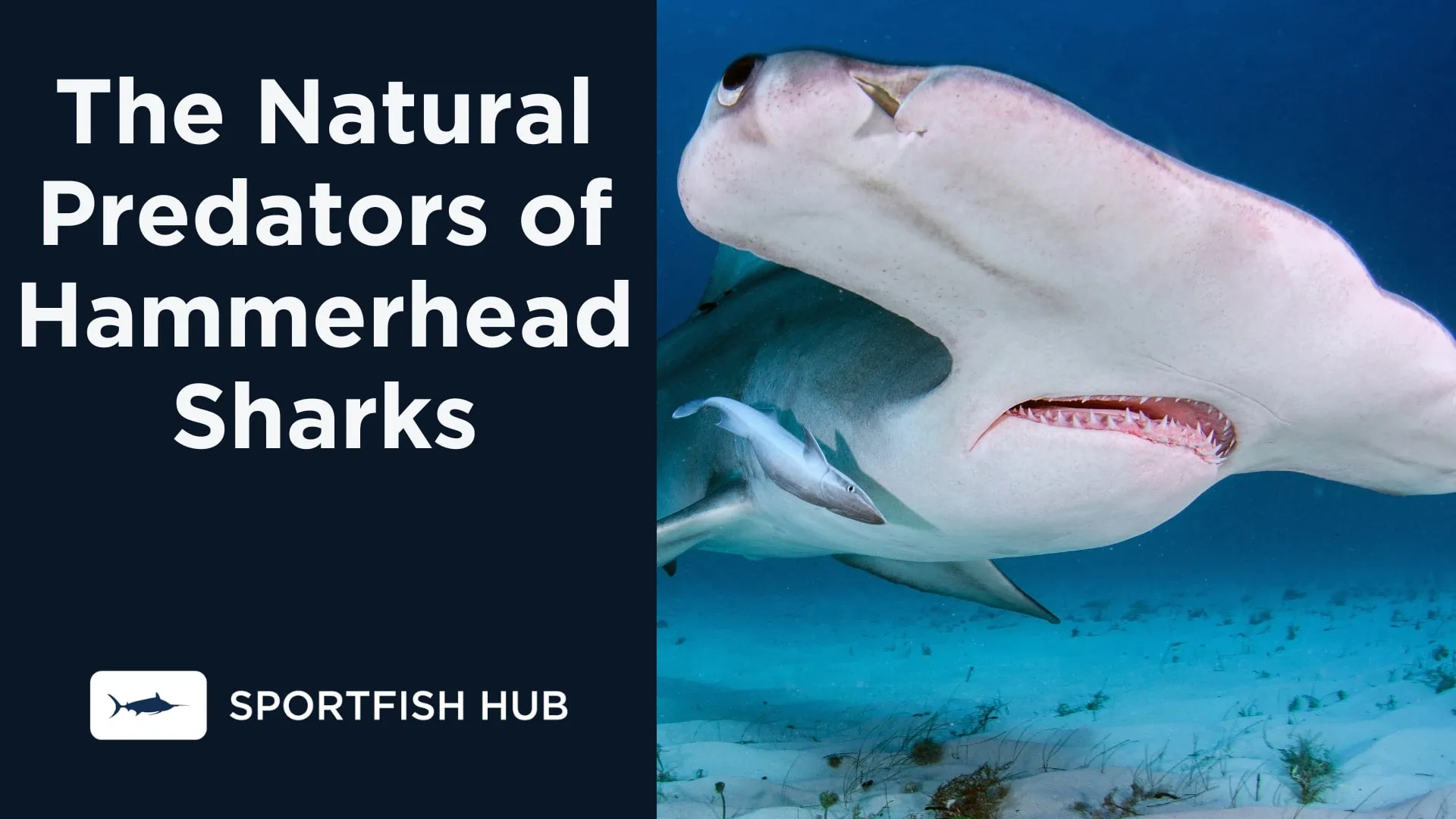 The Natural Predators of Hammerhead Sharks