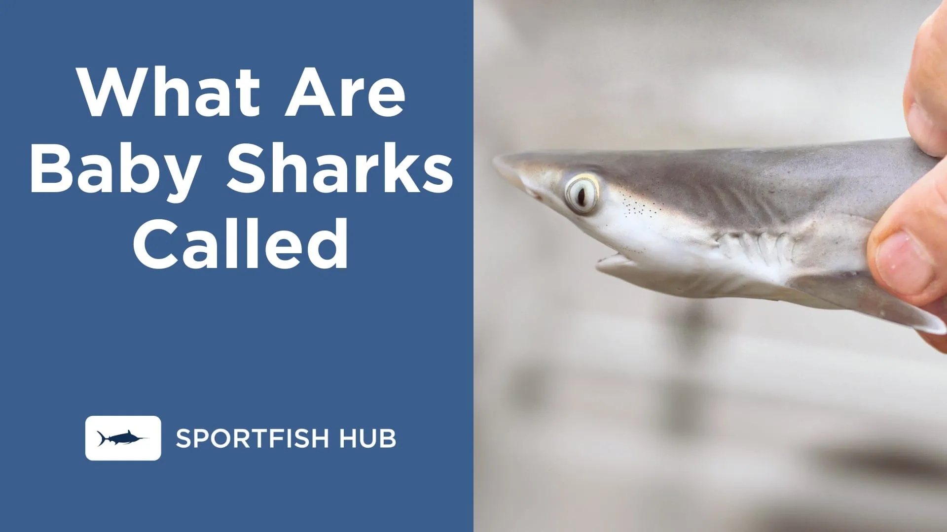 What Are Baby Sharks Called