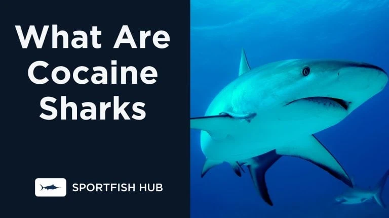 What Are Cocaine Sharks