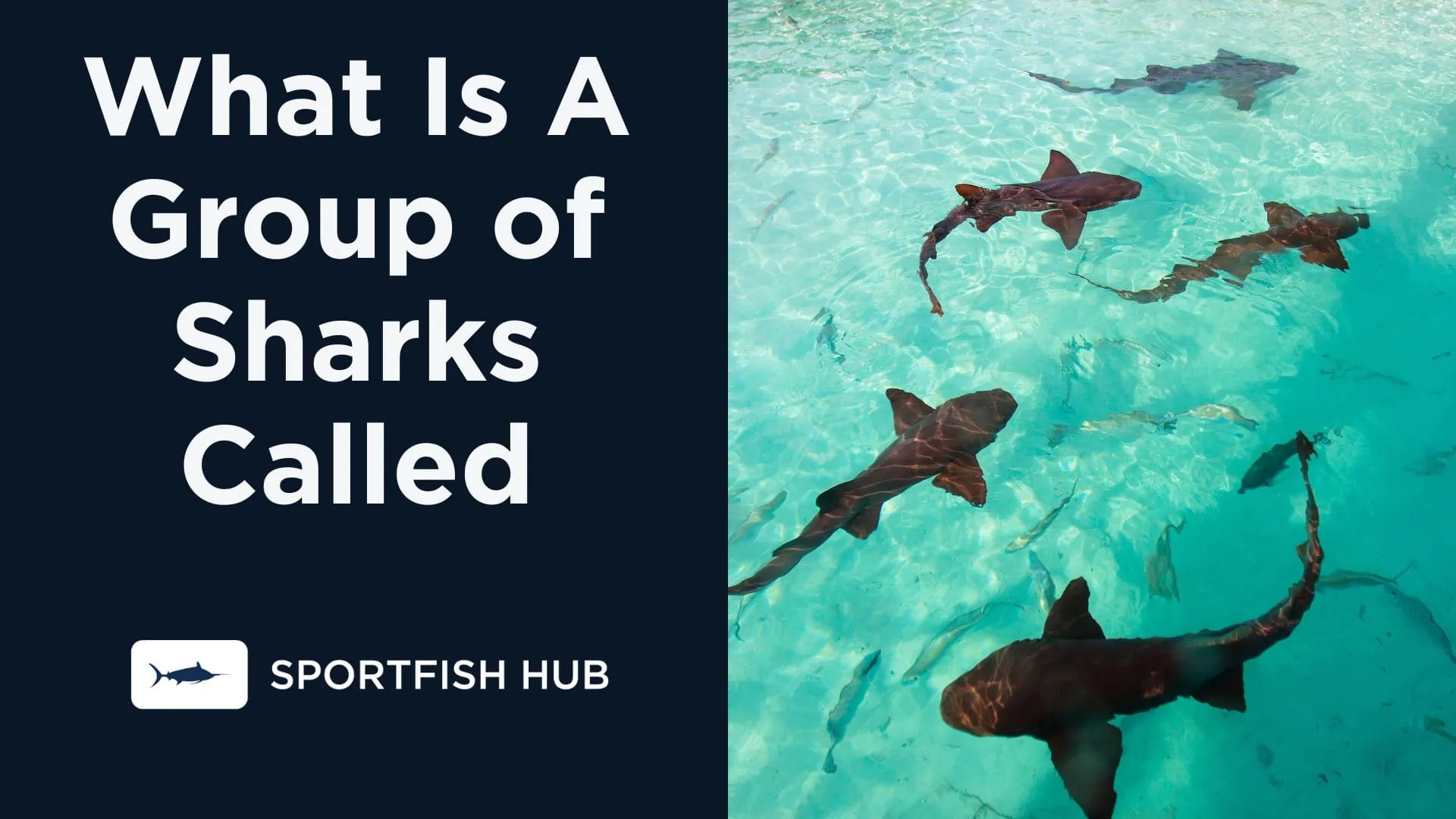 What Is A Group of Sharks Called