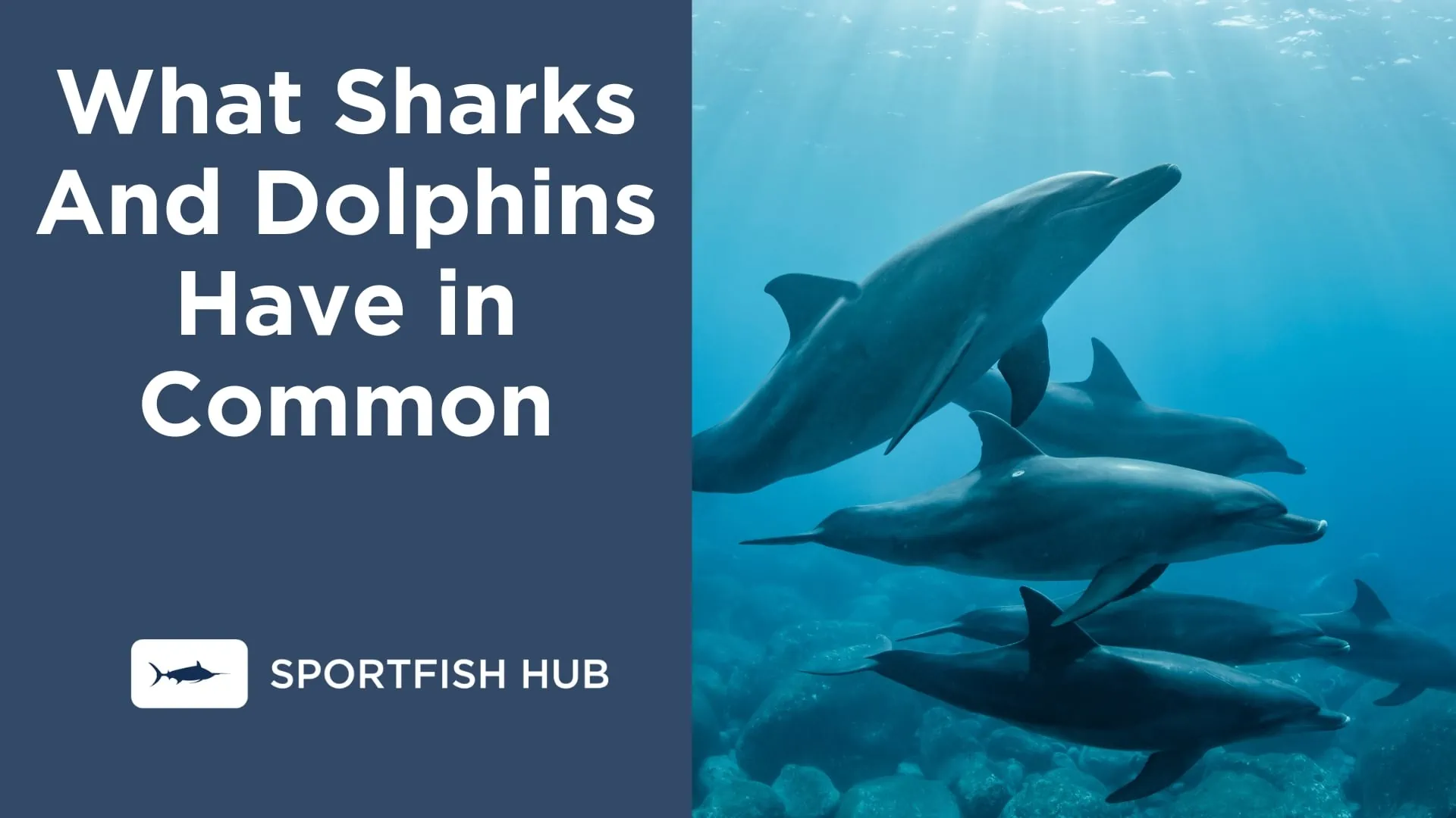 What Sharks And Dolphins Have in Common