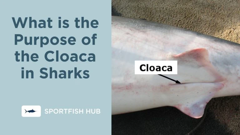 What is the Purpose of the Cloaca in Sharks