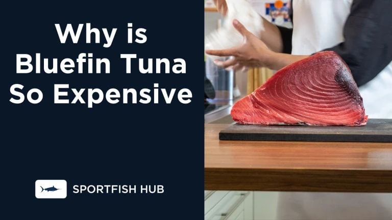 Why is Bluefin Tuna So Expensive