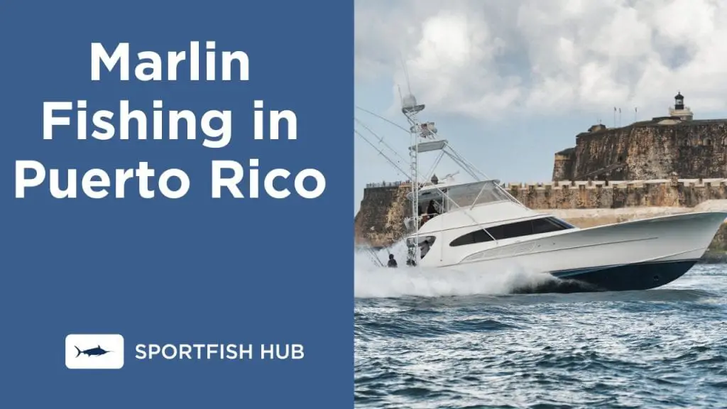 Blue Marlin Fishing in Puerto Rico