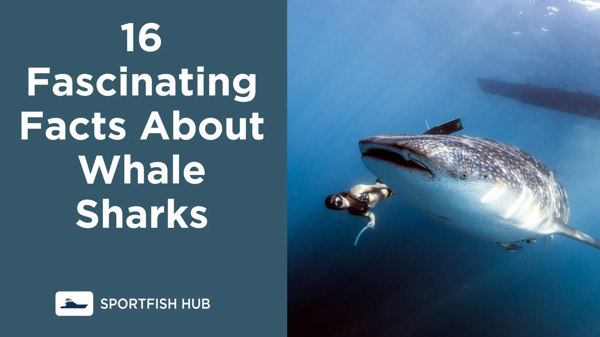16 Fascinating Facts About Whale Sharks