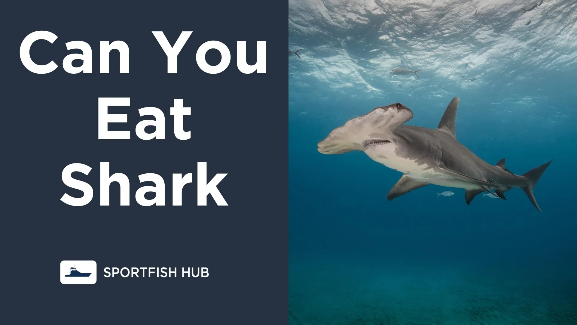 Can You Eat Shark