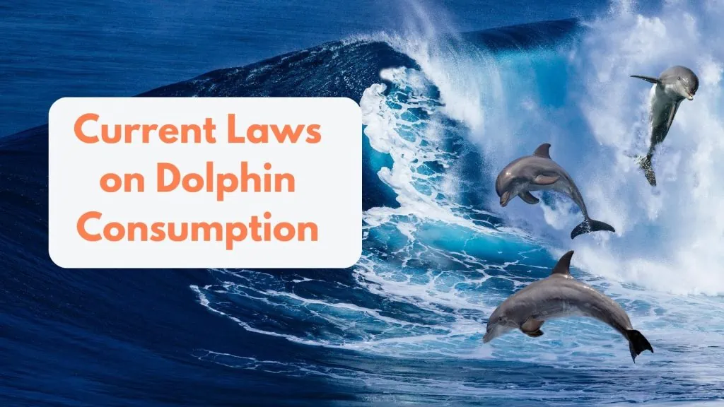 Current Laws on Dolphin Consumption