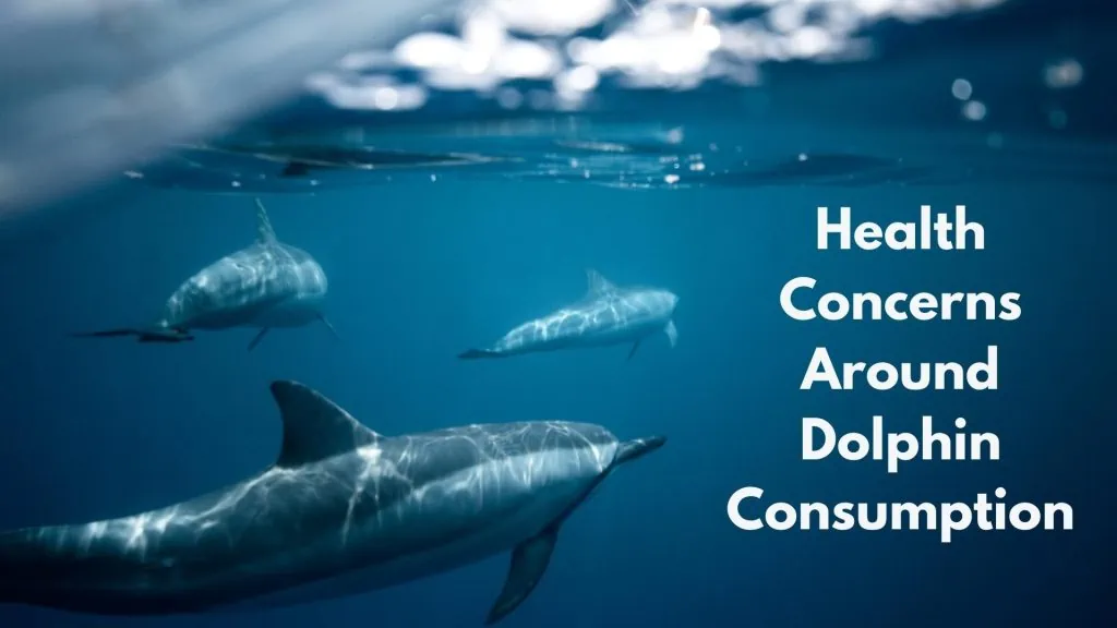 Health Concerns Around Dolphin Consumption