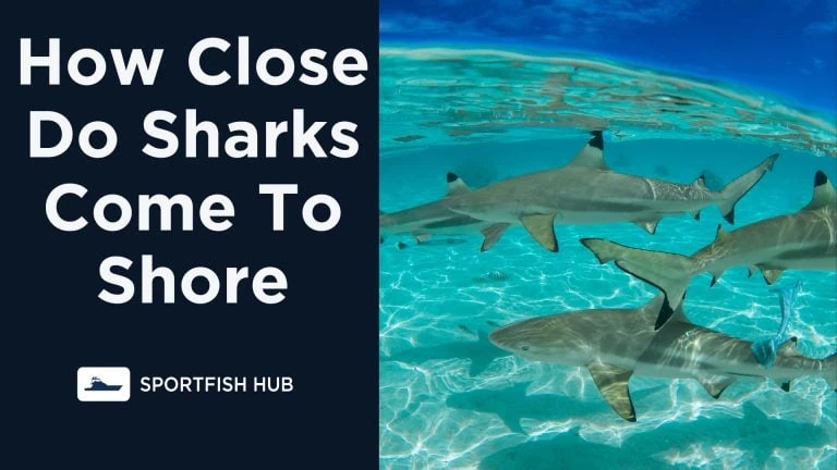 How Close Do Sharks Come To Shore