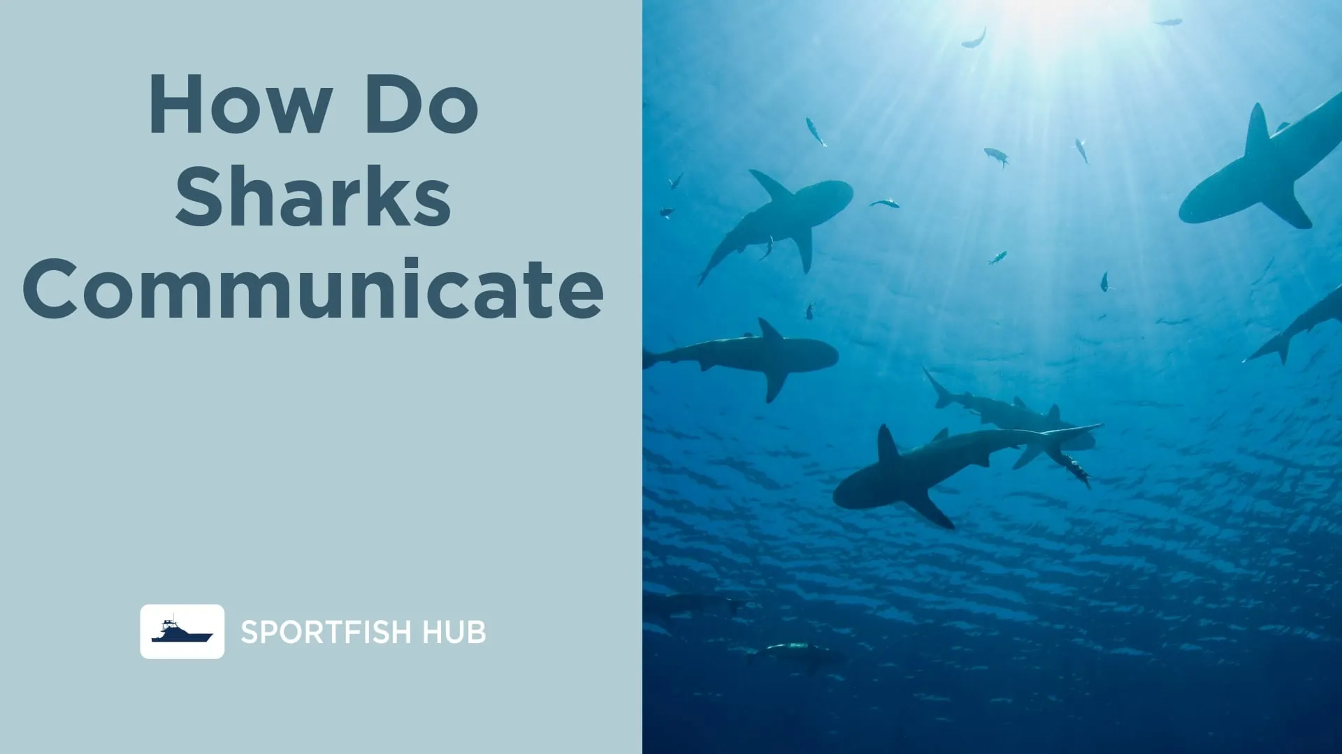How Do Sharks Communicate