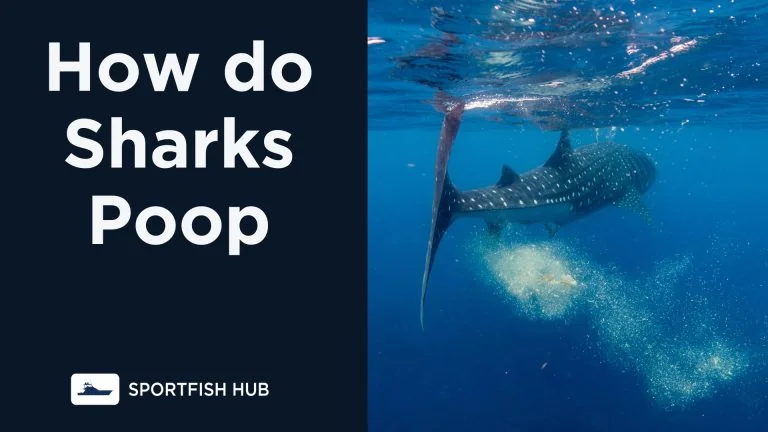 How Do Sharks Poop