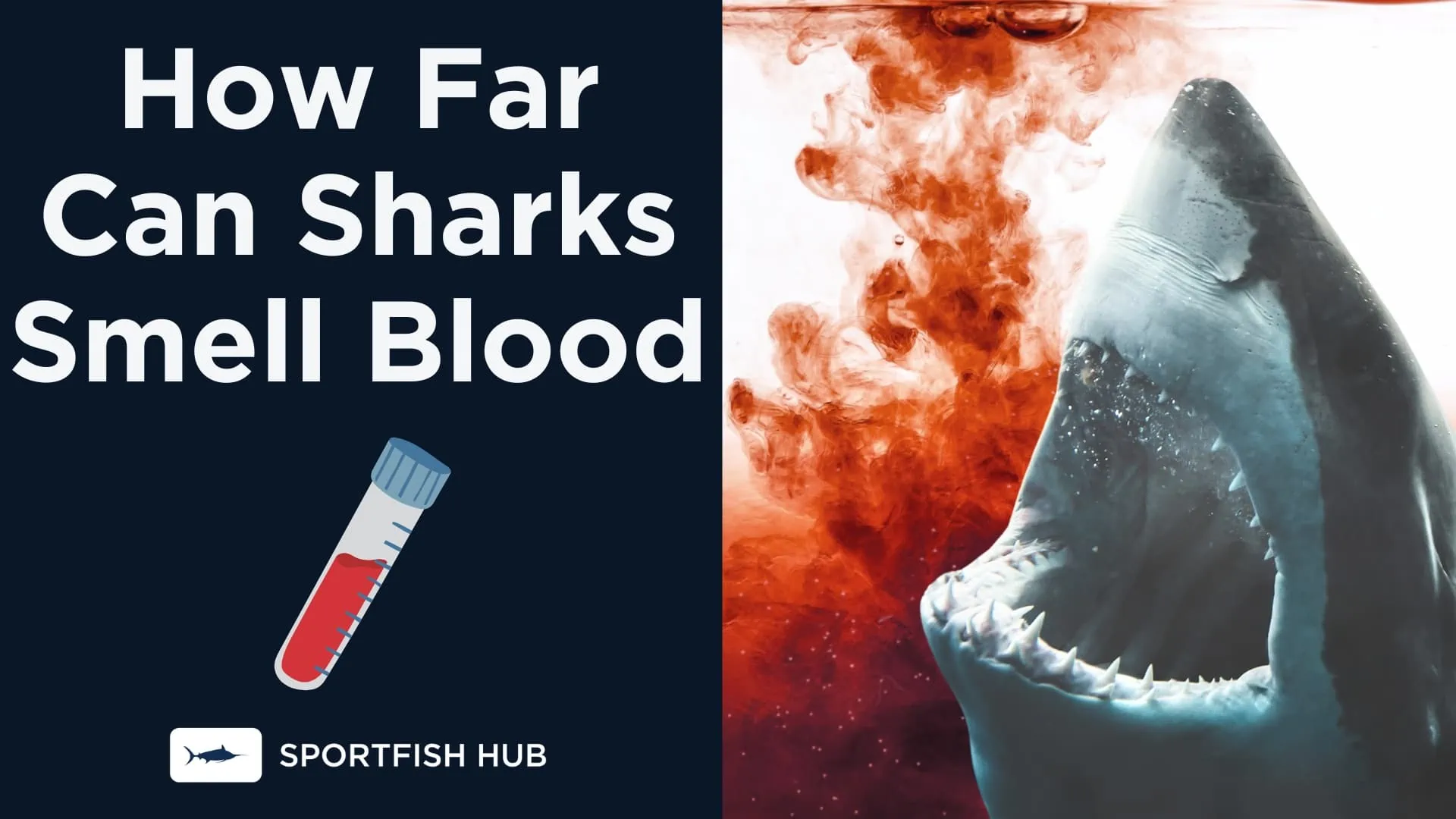 How Far Can Sharks Smell Blood