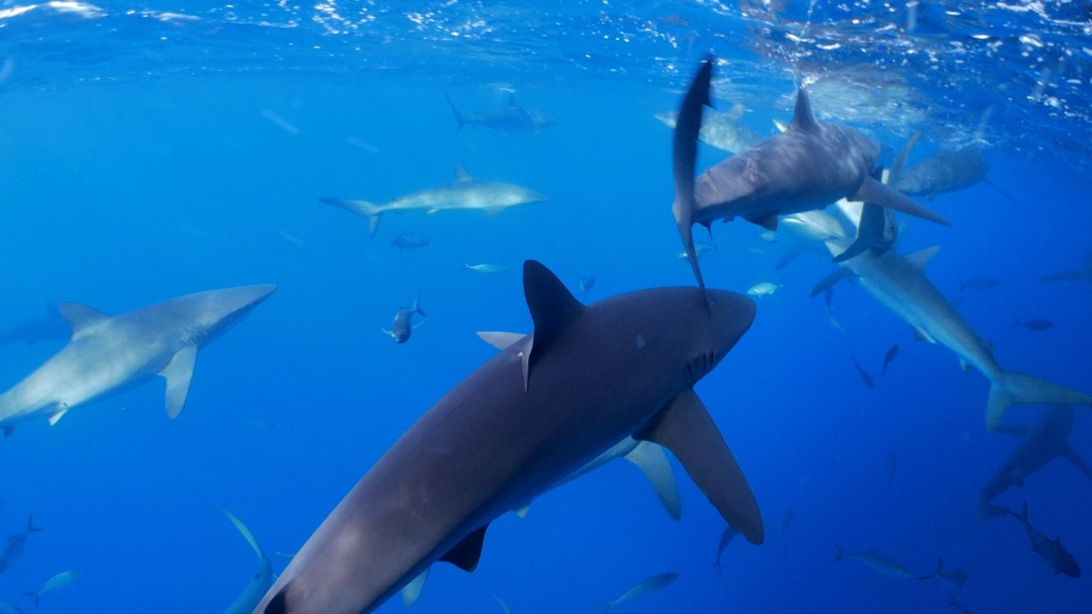 How Do Sharks Mate