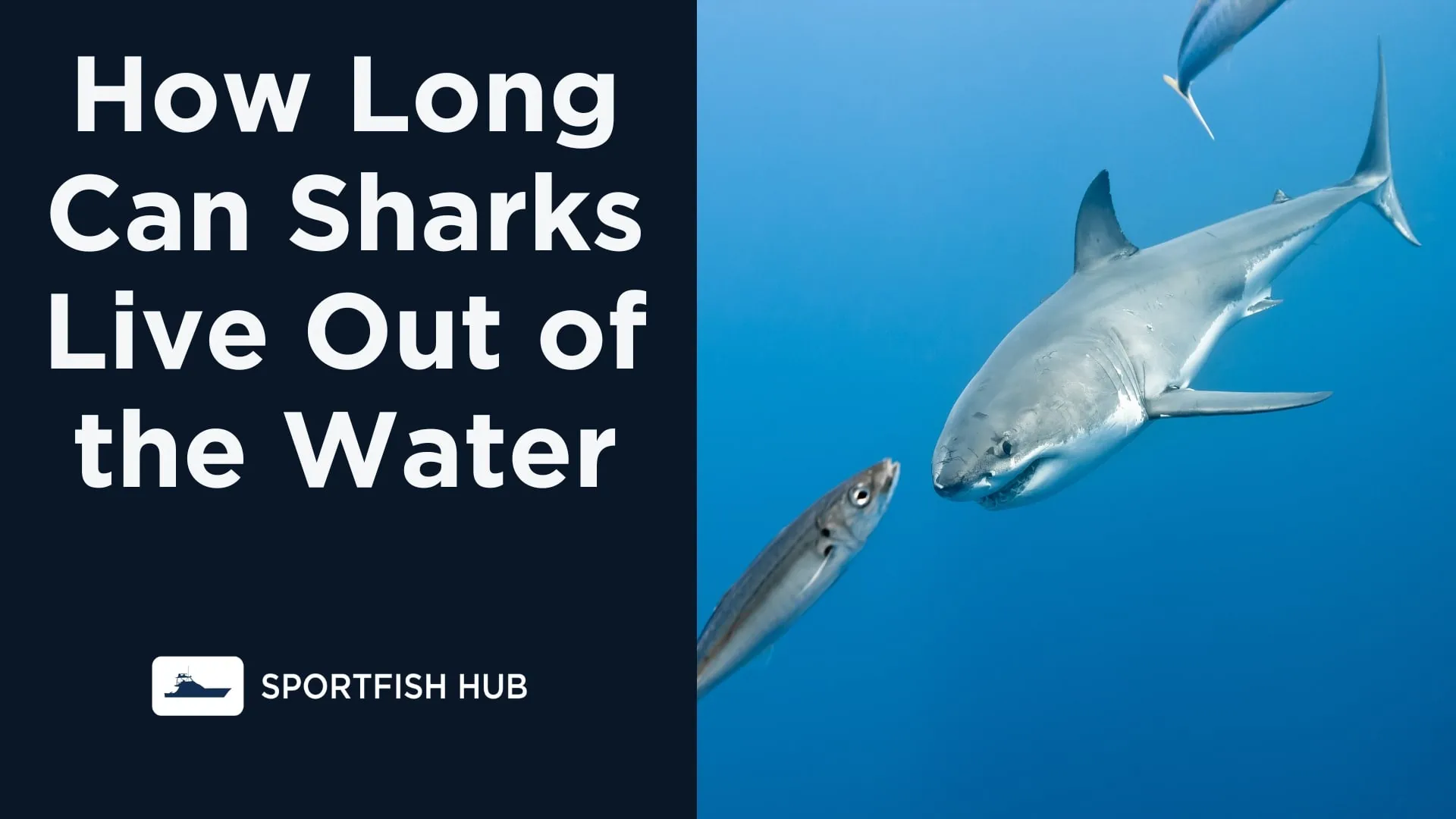 How Long Can Sharks Live Out of the Water