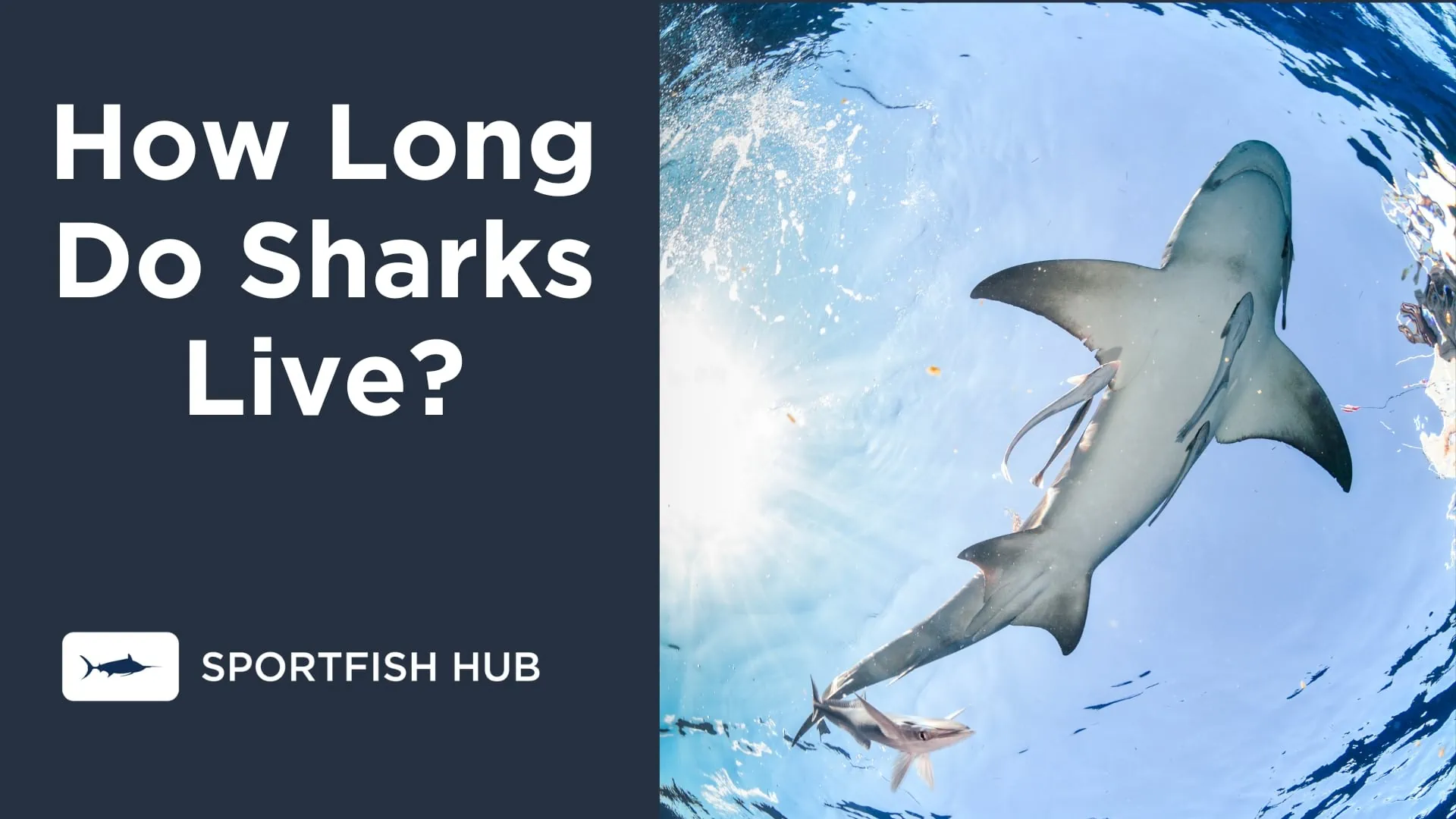 How Long Do Sharks Live