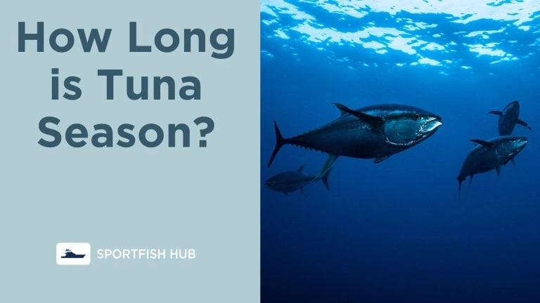 How Long is Tuna Season