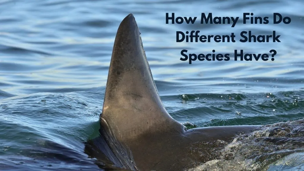 How Many Fins Do Different Shark Species Have