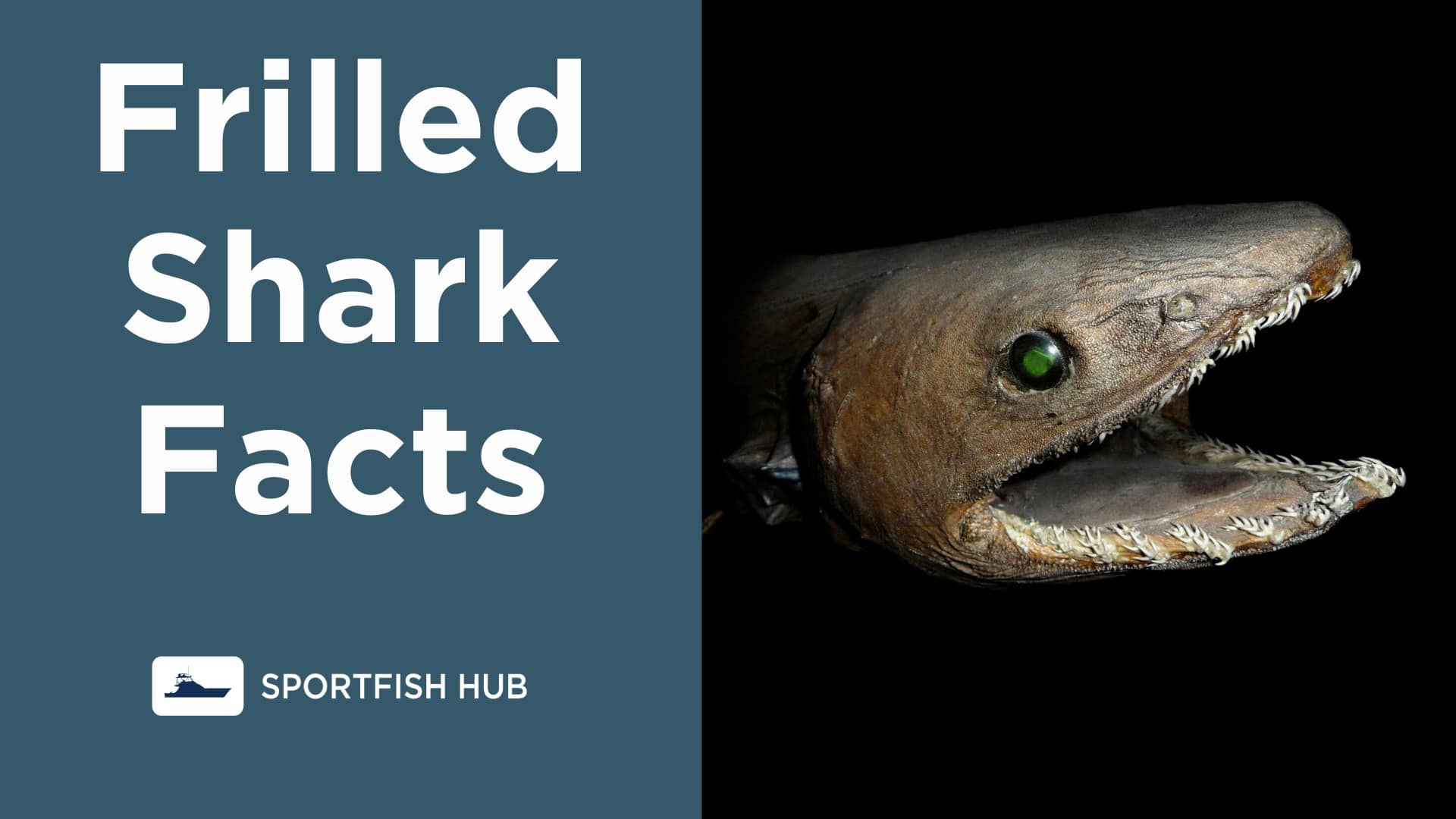 How Many Frilled Sharks Are Left in the World