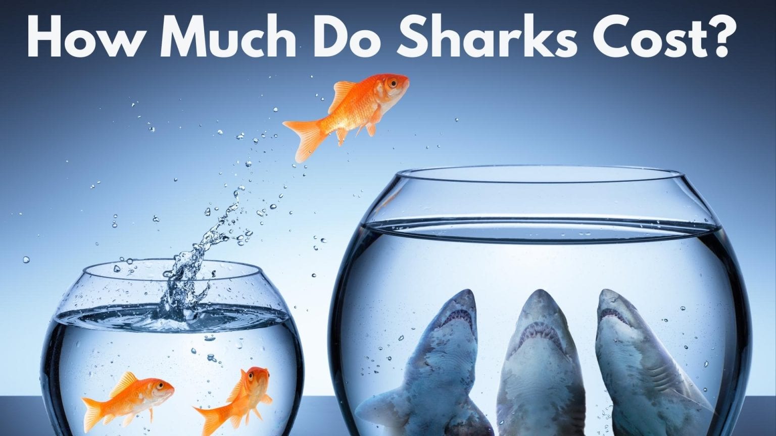 How Much Do Sharks Cost