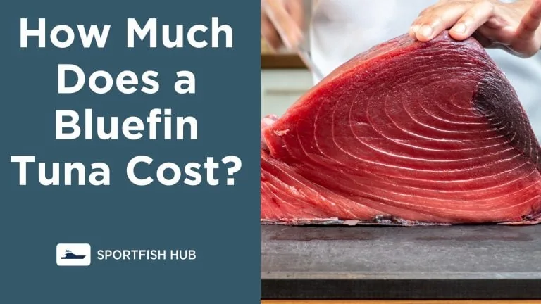 How Much Does a Bluefin Tuna Cost