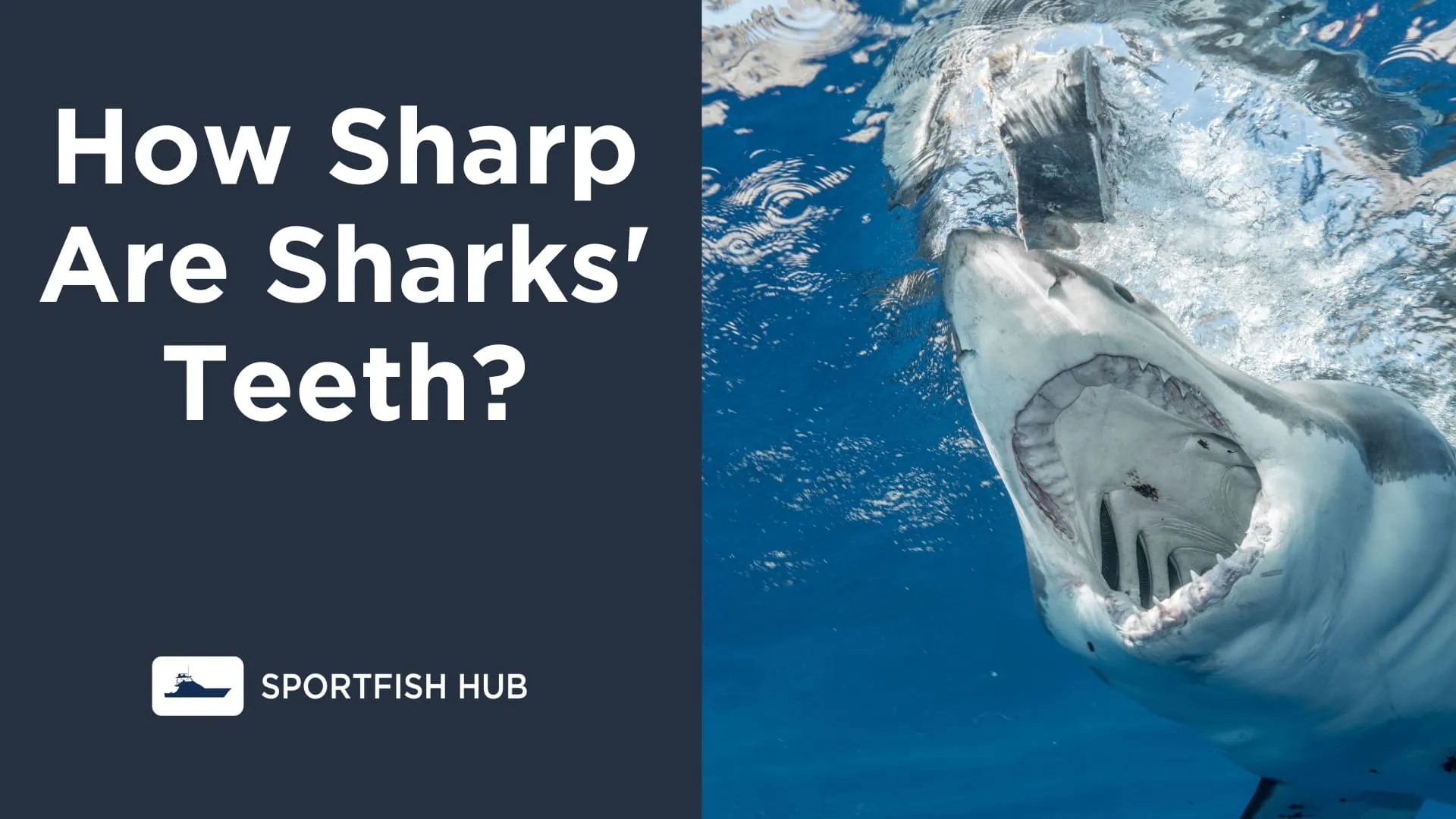 How Sharp Are Sharks' Teeth