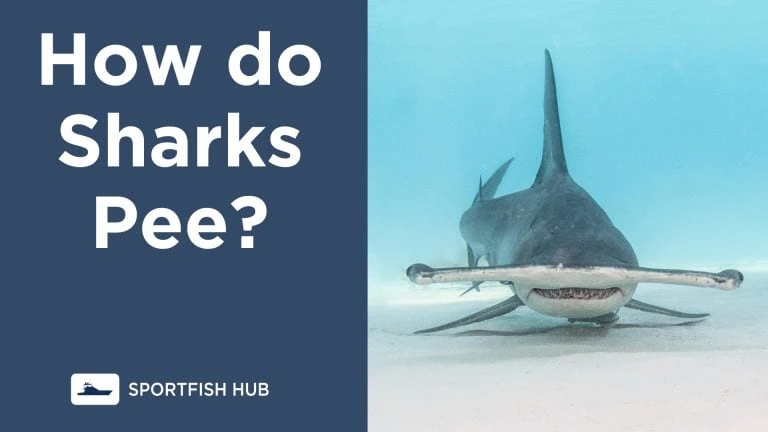 How do sharks pee