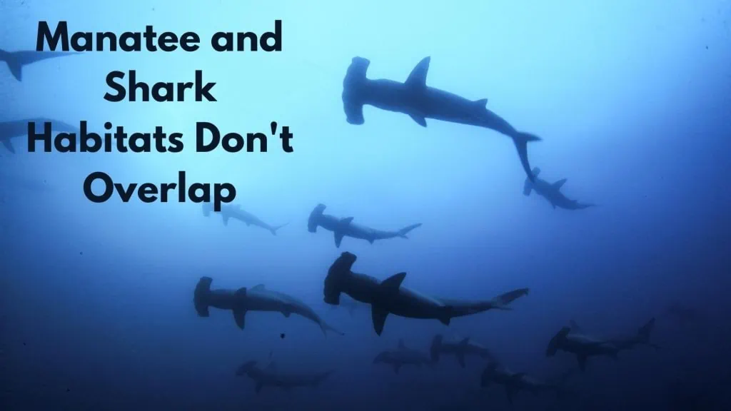 Manatee and Shark Habitats Don't Overlap