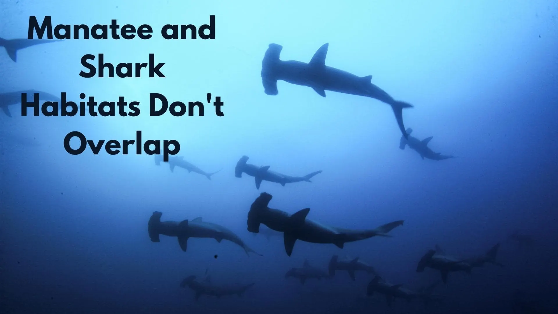 Why Dont Sharks Eat Manatees