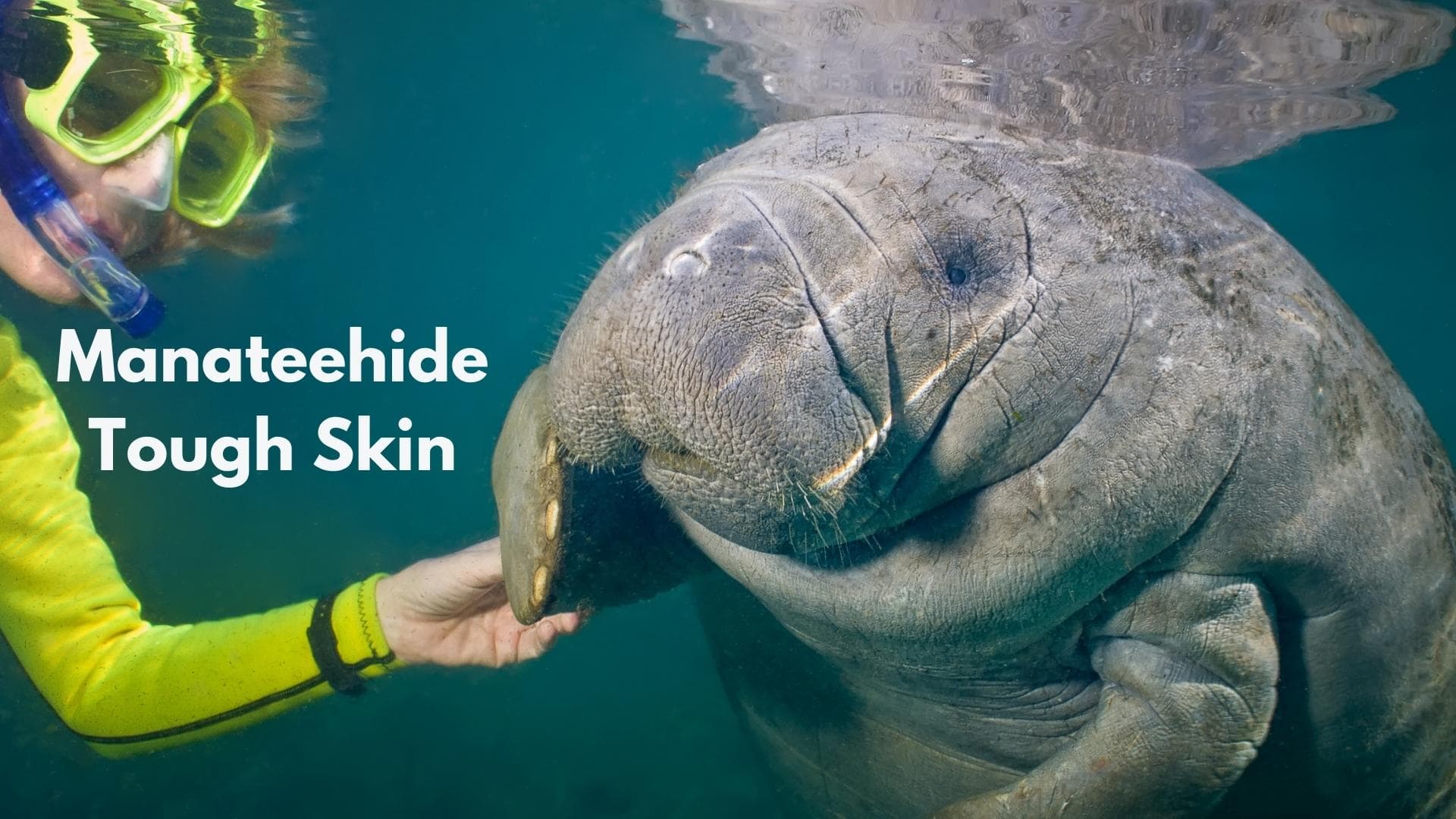 Why Dont Sharks Eat Manatees