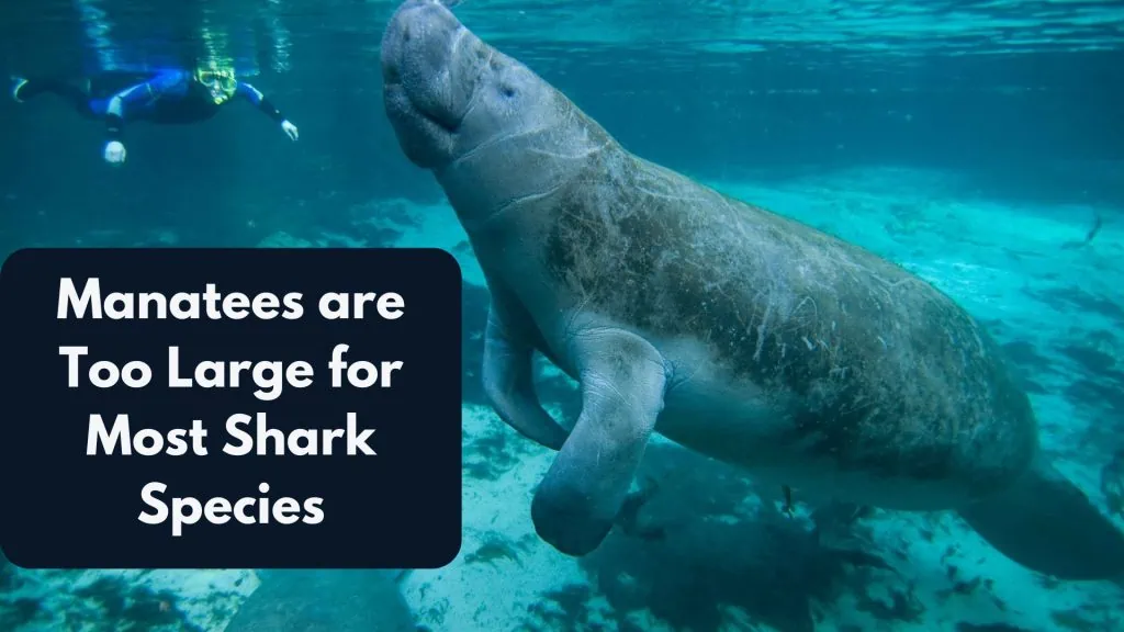Manatees are Too Large for Most Shark Species