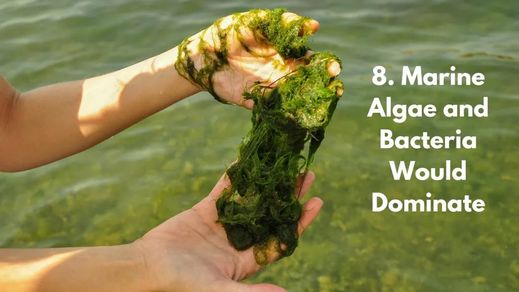 Marine Algae and Bacteria Would Dominate