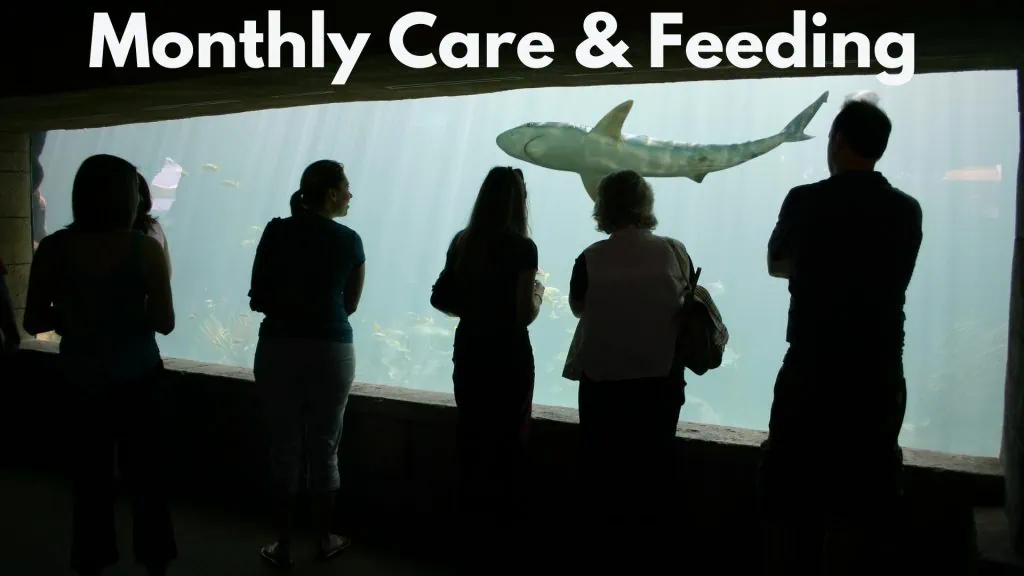 Monthly Care & Feeding How Much Do Sharks Cost