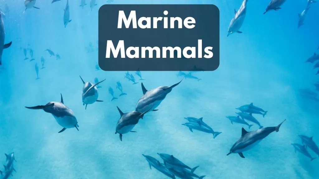 Tuna Predators Marine Mammals
