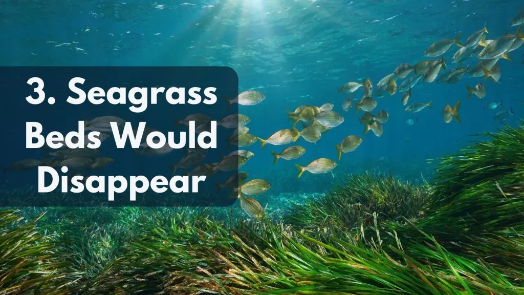 Seagrass Beds Would Disappear sportfish hub