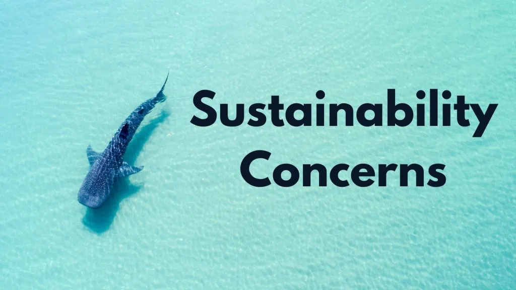 Sustainability Concerns Eating shark