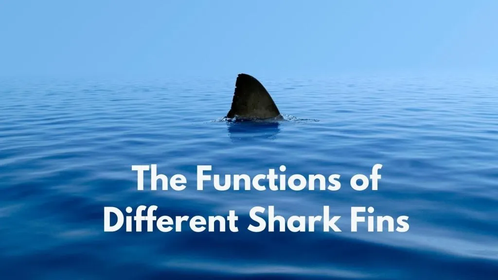 The Functions of Different Shark Fins