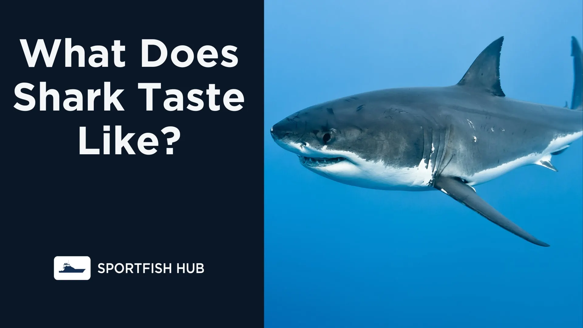 What Does Shark Taste Like