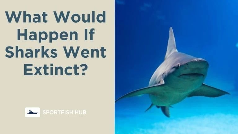 What Would Happen If Sharks Went Extinct