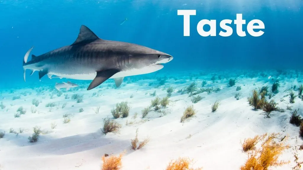 What does shark meat taste like