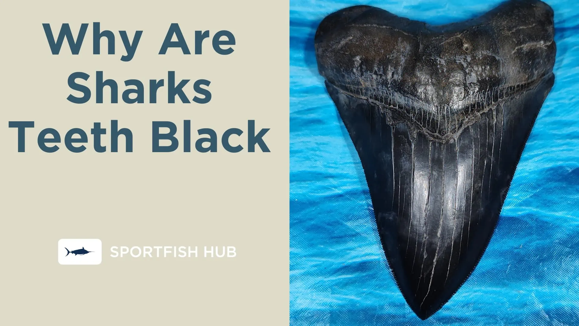 Why Are Sharks Teeth Black