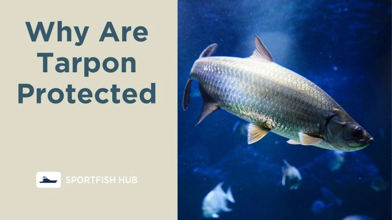 Why Are Tarpon Protected
