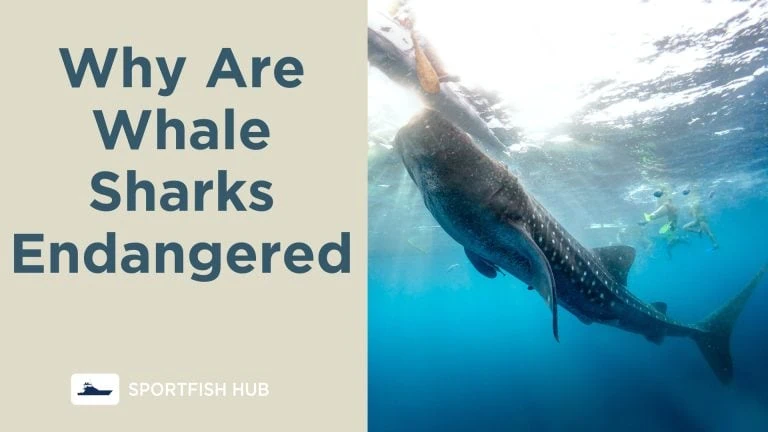 Why Are Whale Sharks Endangered