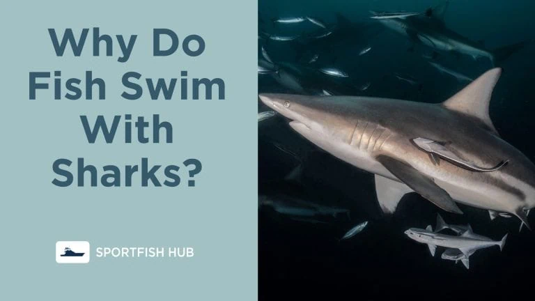 Why Do Fish Swim With Sharks