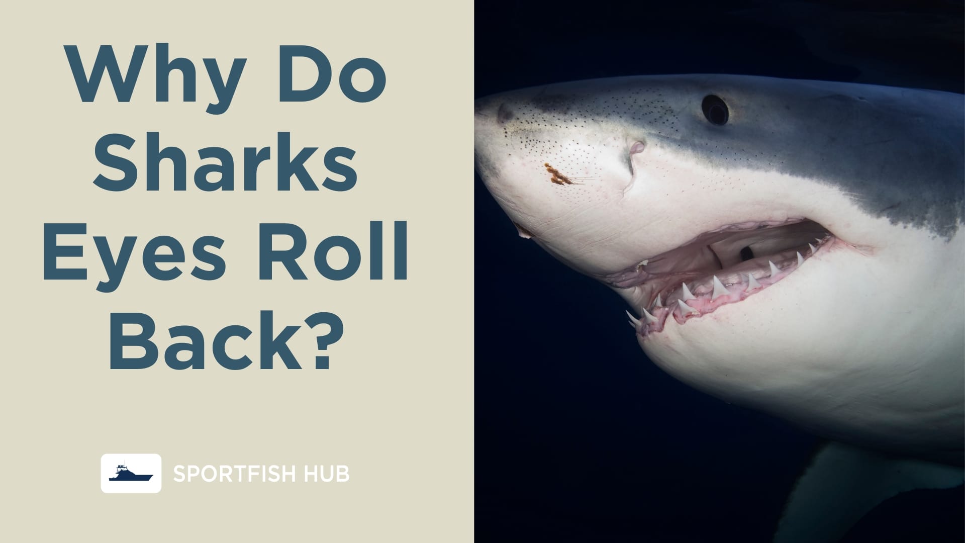 Why Do Sharks Eyes Roll Back