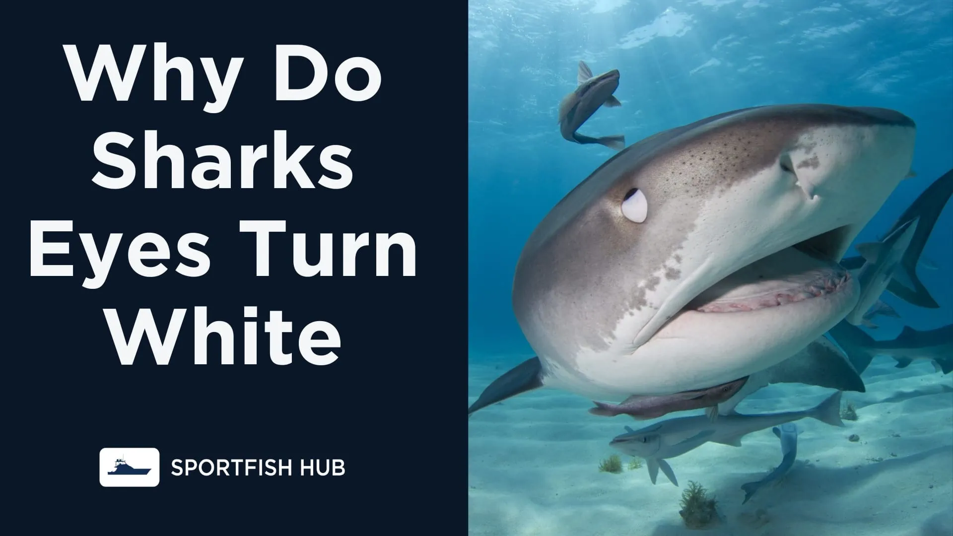 Why Do Sharks Eyes Turn White