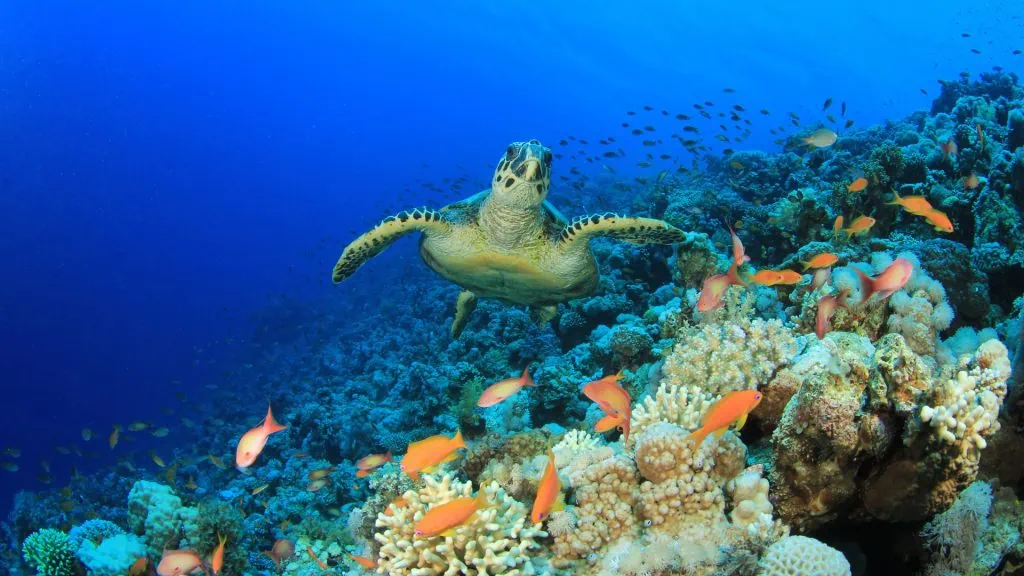 photo of a coral reef with a sea turtle