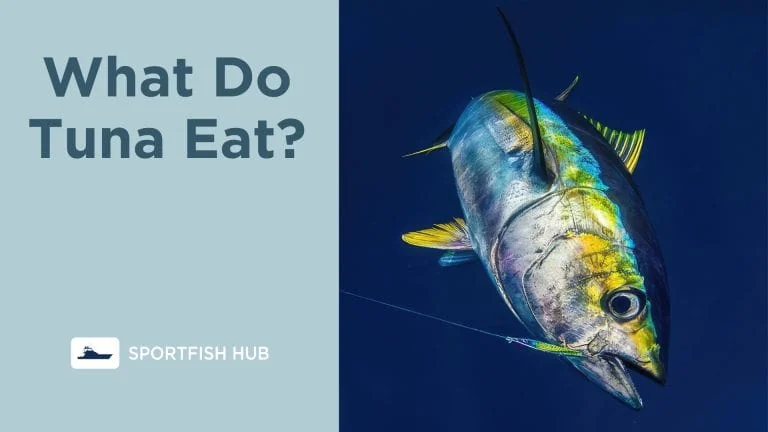 what do tuna eat